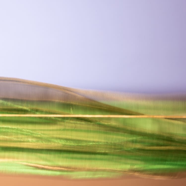 Patuous Greenspace, No. 01